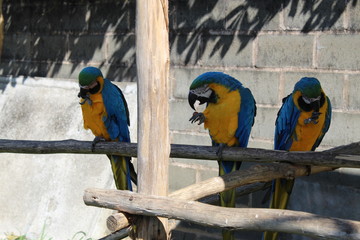 araras se alimentando