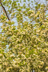 Fototapeta na wymiar Apple Blossoms on a Spring Evening