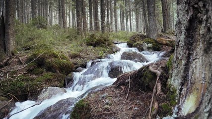 Search Photos In Forest