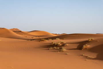 the dunes of erg Chebbi in Merzouga in Morocco