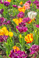 Tulips in a Garden Bed