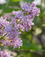 Blue Lilacs