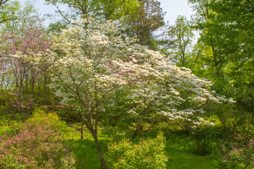 Flowering Dogwood in an Arboretum