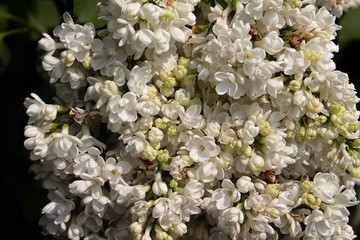 White Lilacs and Buds