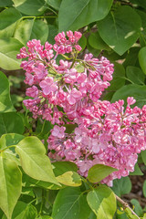 Bright Pink Lilacs