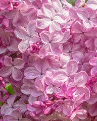 Closeup of Pink Lilac Petals
