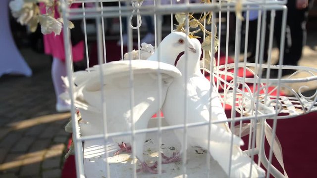 Slow Motion video of wedding doves with the sun shining trough