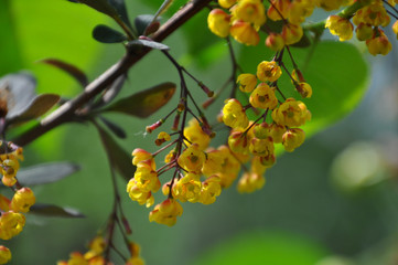 Branch of berberis in blossom