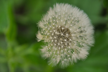 Fluffy dandelion in the wind.