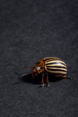  Colorado beetle