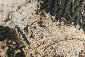 sawdust saw cut. sawing waste, environmental problems. people sawed wood into pieces.