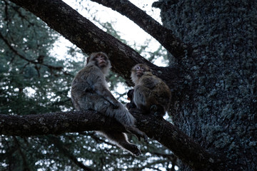 Monkeys on trees in Azrou, Morocco