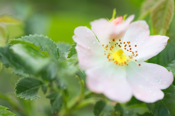 wild rose flower in dew on a bush with leaves