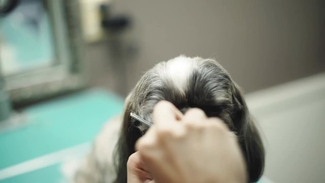 Cute shih tzu's face being brushed