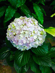 hydrangea in the garden