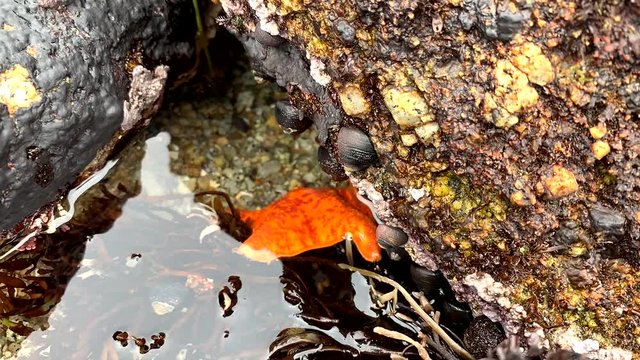 Bright orange starfish with red spots crawling away and finding cover under the rocks in an active ocean tide pool.