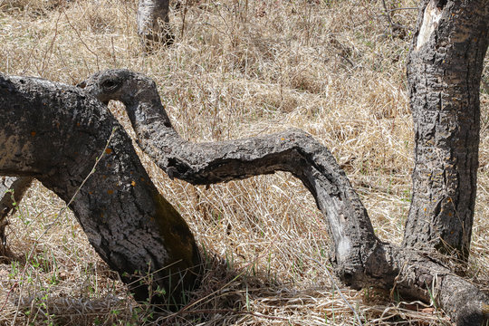 A horizontal photo of a crooked tree.