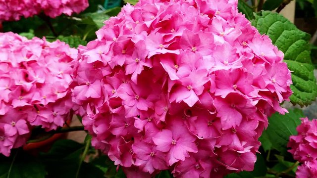 Close up of big pink hydrangea or hortensia bloomed flower blossoms.
