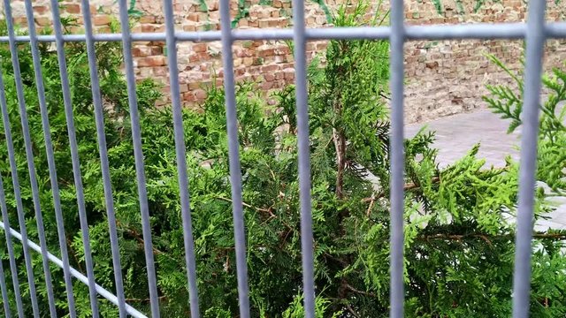 Green thuja trees aligned for garden decoration behind a metal fence outside.
