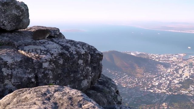 A wide shot of a single Hyrax (Rock Rabbit or Dassie) on a rocky ledge on Table Mountain overlooking the city of Cape Town, South Africa.