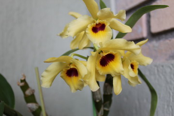 orqu&iacute;dea amarela
