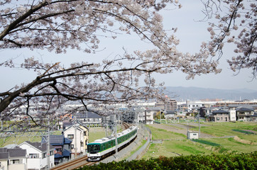 桜の頃