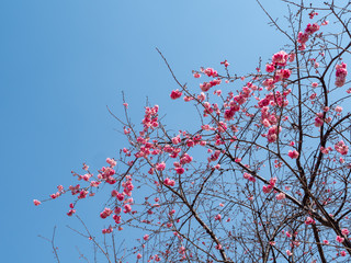 Blossoming Sakura