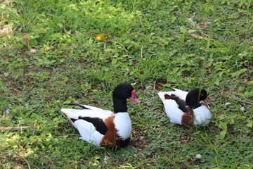 casal de patos