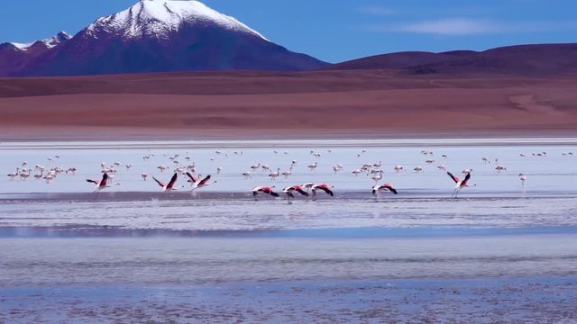 Speed ramping view of Flamingos taking off and flying at Reserva Nacional de Fauna Andina Eduardo Avaroa  with red borax water in Bolivia near Salar de Uyuni, Latin America