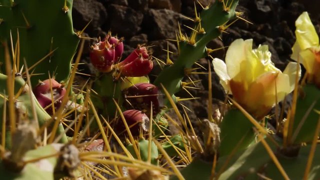 Yellow flowers on prickly pear cactus with fig fruits, Close Up Detail