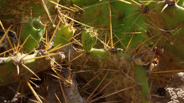 Spiderweb on Opuntia prickly pear cactus spines, Close Up Detail