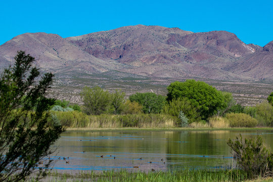 Ducks, wetlands and a mountain in Bosque del Apache