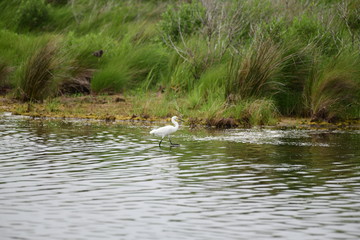 wild white egret in natural surroundings