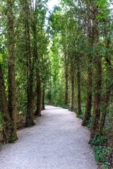 Fototapeta na wymiar Pathway through the forest