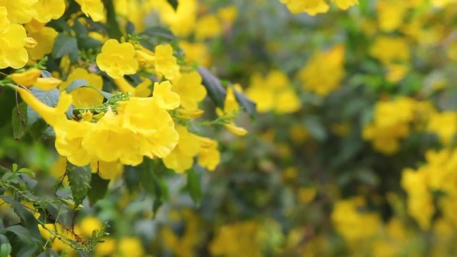 Yellow trumpetbush flowers branch waving in slight wind. RACK FOCUS