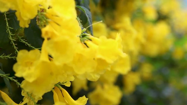 Closeup of Yellow Elder plant flowers. RACK FOCUS