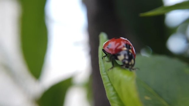 A close up shot of a ladybug climbing on a leaf of a peach tree.