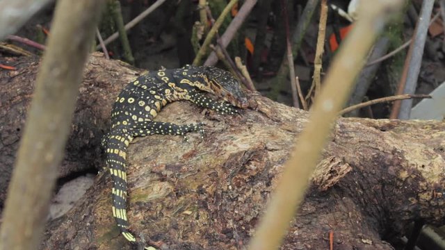 The Asian water monitor, also called common water monitor, a small varanid lizard sunbaking on a exposed tree log.