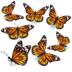 Fototapeta na wymiar Vector Orange Tropical flying Butterflies Illustration Set