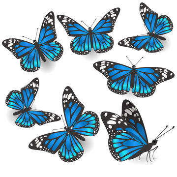Set of beautiful blue butterflies isolated Vector.