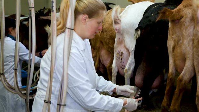  female breeders preparing for machine milking of goats on farm