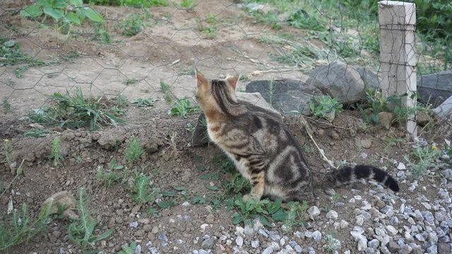 cute cat who makes piss and poop, a cat peeing and doing the beak,