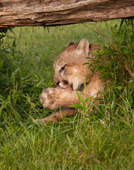 Cougar Licking its Paws