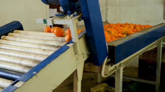 View of ripe mandarin oranges on conveyor belt of sorting production line 