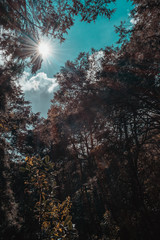 vista al sol y copas de árboles