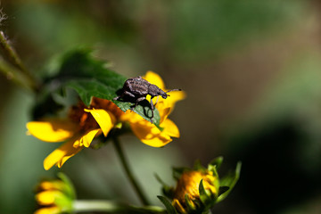 brown bug on a leaf