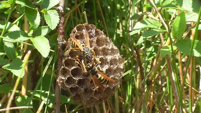 Heide-Feldwespen am Nest in der Eifel