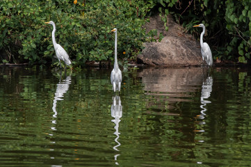 Groups of herons (Ardea alba) and diving bird (Nannopterum brasilianus) live together while fishing, feeding and resting in the lagoon of Piratininga, part of the tropical forest,Brazil.