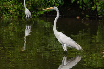 Groups of herons (Ardea alba) and diving bird (Nannopterum brasilianus) live together while fishing, feeding and resting in the lagoon of Piratininga, part of the tropical forest,Brazil.