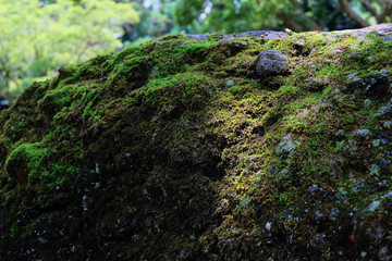 Sangumburi Crater is a tourist site built in volcanic crater.